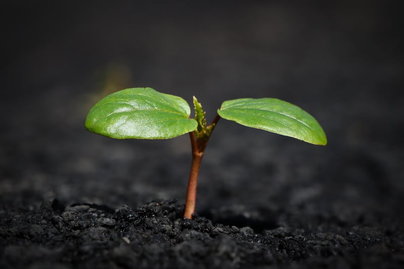 Microgreens