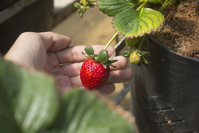 Healthy Plants