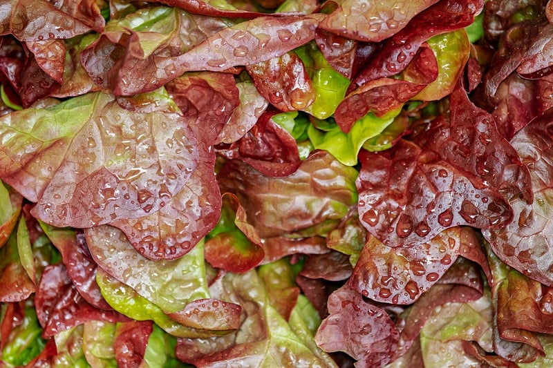 Container Vegetables